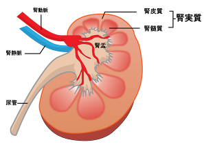 泌尿器科悪性腫瘍（がん） | 中野駅前ごんどう泌尿器科