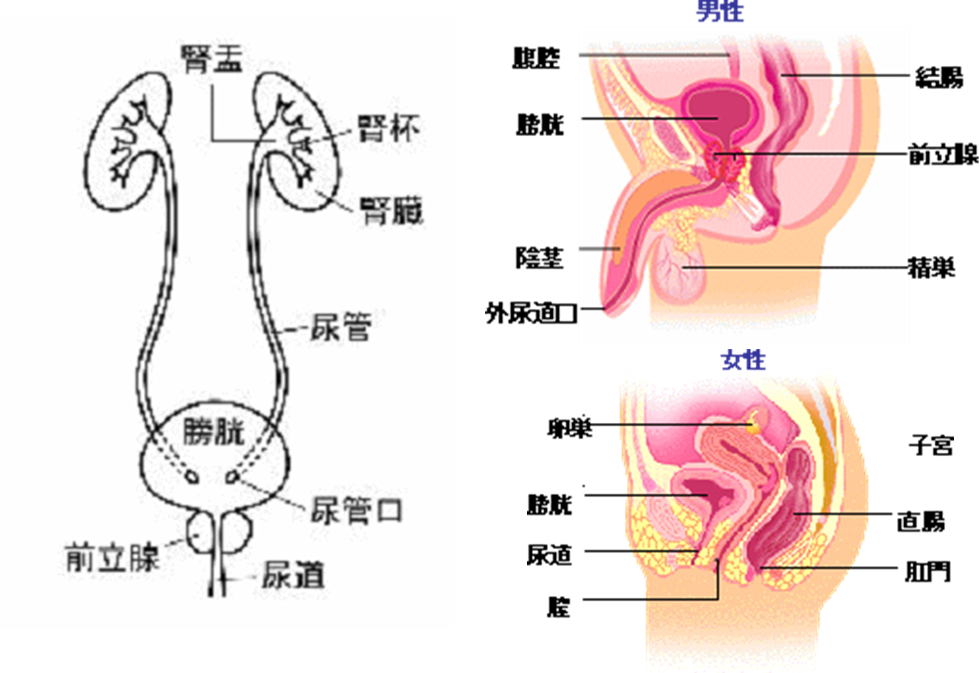 膀胱がん | 中野駅前ごんどう泌尿器科