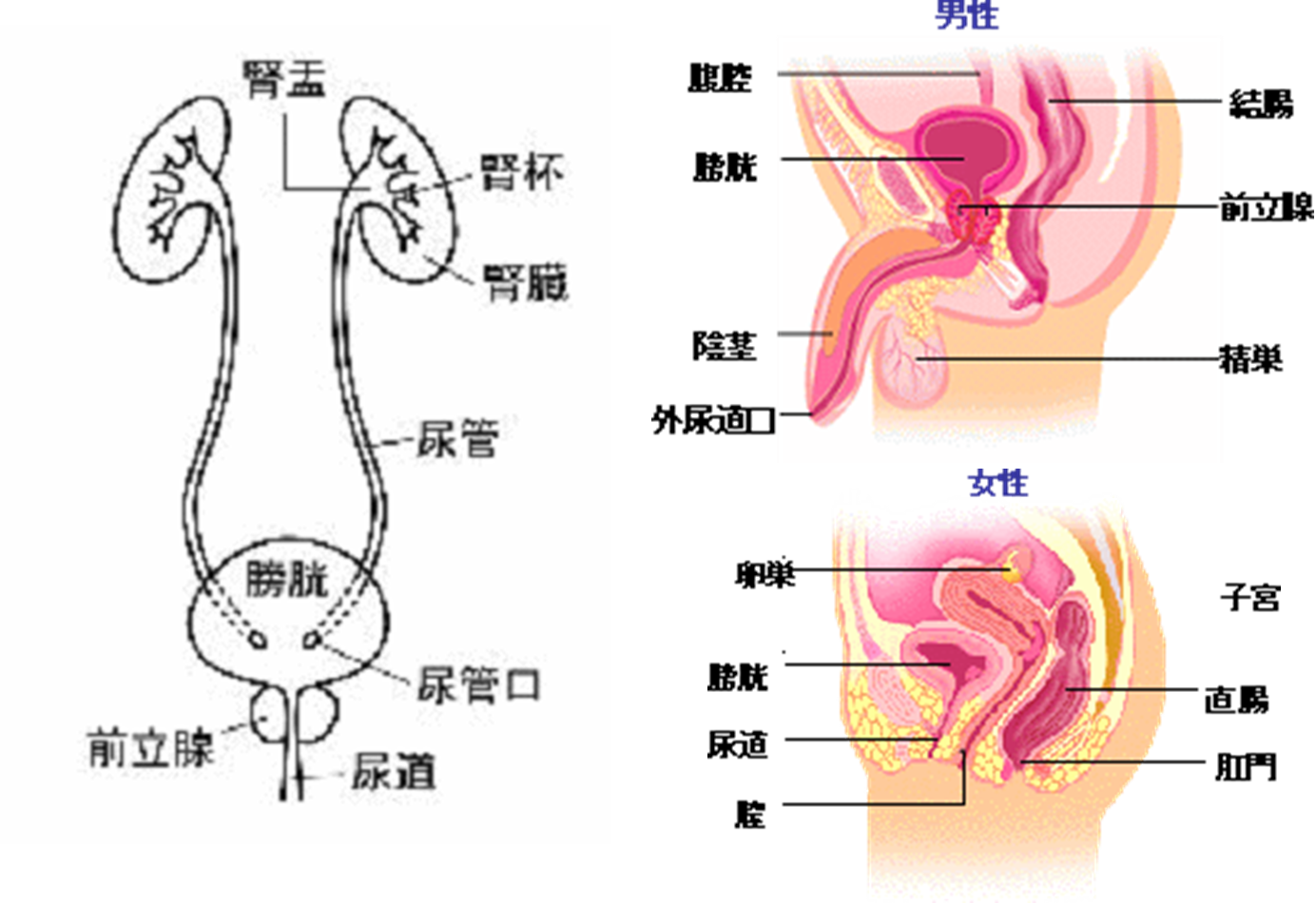 ライター 症候群 販売 膀胱 癌