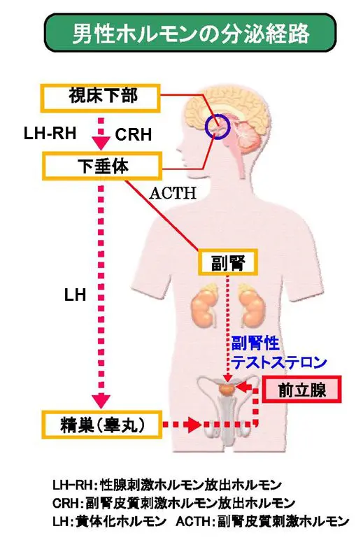 前立腺がんに対するホルモン療法について | 中野駅前ごんどう泌尿器科